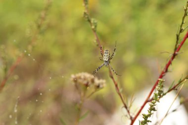 Argiope bruennichi. Parlak bir örümcek bir tarlanın arka planına ağ örer. Çizgili, sarı-beyaz karnı olan bir örümcek, yakın plan. Örümceğin zehri zayıftır, insanlar için güvenlidir.