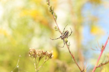 Argiope bruennichi. Parlak bir örümcek bir tarlanın arka planına ağ örer. Çizgili, sarı-beyaz karnı olan bir örümcek, yakın plan. Örümceğin zehri zayıftır, insanlar için güvenlidir.