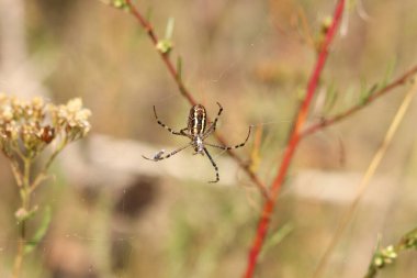 Argiope bruennichi. Parlak bir örümcek bir tarlanın arka planına ağ örer. Çizgili, sarı-beyaz karnı olan bir örümcek, yakın plan. Örümceğin zehri zayıftır, insanlar için güvenlidir.