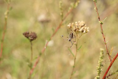 Argiope bruennichi. Parlak bir örümcek bir tarlanın arka planına ağ örer. Çizgili, sarı-beyaz karnı olan bir örümcek, yakın plan. Örümceğin zehri zayıftır, insanlar için güvenlidir.