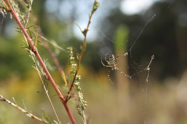 Argiope bruennichi. Parlak bir örümcek bir tarlanın arka planına ağ örer. Çizgili, sarı-beyaz karnı olan bir örümcek, yakın plan. Örümceğin zehri zayıftır, insanlar için güvenlidir.