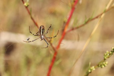 Argiope bruennichi. Parlak bir örümcek bir tarlanın arka planına ağ örer. Çizgili, sarı-beyaz karnı olan bir örümcek, yakın plan. Örümceğin zehri zayıftır, insanlar için güvenlidir.