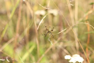 Argiope bruennichi. Parlak bir örümcek bir tarlanın arka planına ağ örer. Çizgili, sarı-beyaz karnı olan bir örümcek, yakın plan. Örümceğin zehri zayıftır, insanlar için güvenlidir.