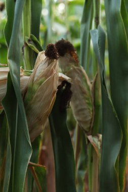 Mısır ekimi, yakın plan. Mısır tarlası. Seçici odaklanma. Yeşil mısır tarlası. Tarım mevsimi. Doğa. Mısır koçanı seçici odak görüntüsü. Organik alan
