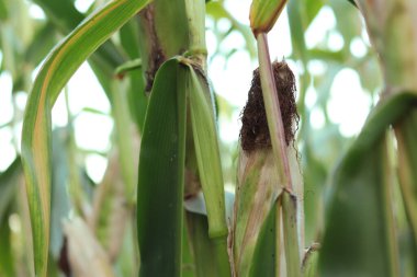 Mısır ekimi, yakın plan. Mısır tarlası. Seçici odaklanma. Yeşil mısır tarlası. Tarım mevsimi. Doğa. Mısır koçanı seçici odak görüntüsü. Organik alan