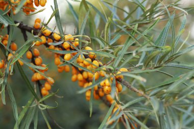 Dalların üzerinde olgunlaşan deniz dikenli üzümleri, yakın plan. Seçici odaklı parlak turuncu deniz dikenli böğürtlen kümesi. Yeşil yaprakların arasında deniz karabatağı üzümü. Doğal bitki geçmişi. Hasat et