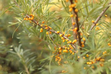 Dalların üzerinde olgunlaşan deniz dikenli üzümleri, yakın plan. Seçici odaklı parlak turuncu deniz dikenli böğürtlen kümesi. Yeşil yaprakların arasında deniz karabatağı üzümü. Doğal bitki geçmişi. Hasat et