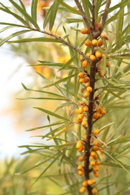Dalların üzerinde olgunlaşan deniz dikenli üzümleri, yakın plan. Seçici odaklı parlak turuncu deniz dikenli böğürtlen kümesi. Yeşil yaprakların arasında deniz karabatağı üzümü. Doğal bitki geçmişi. Hasat et