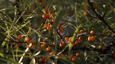 Dalların üzerinde olgunlaşan deniz dikenli üzümleri, yakın plan. Seçici odaklı parlak turuncu deniz dikenli böğürtlen kümesi. Yeşil yaprakların arasında deniz karabatağı üzümü. Doğal bitki geçmişi. Hasat et