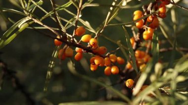 Dalların üzerinde olgunlaşan deniz dikenli üzümleri, yakın plan. Seçici odaklı parlak turuncu deniz dikenli böğürtlen kümesi. Yeşil yaprakların arasında deniz karabatağı üzümü. Doğal bitki geçmişi. Hasat et