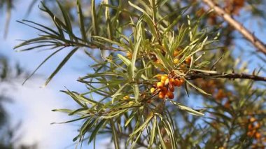Angle grinder cuts reinforcement, sparks fly, construction work close-up. Electric tool for construction and repair work. Grinder with metal disc. Close-up of hands in gloves with grinder. Repair work