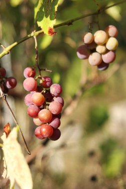 Lydia 'nın üzümleri. Açık havada olgunlaşan üzüm salkımlarına yakın çekim. Üzümler meyve suyu, sert ve tatlı şarap malzemesi yapımında kullanılır. Asma üzümlü bir demet, seçici odaklı.