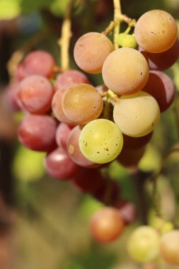 Lydia 'nın üzümleri. Açık havada olgunlaşan üzüm salkımlarına yakın çekim. Üzümler meyve suyu, sert ve tatlı şarap malzemesi yapımında kullanılır. Asma üzümlü bir demet, seçici odaklı.