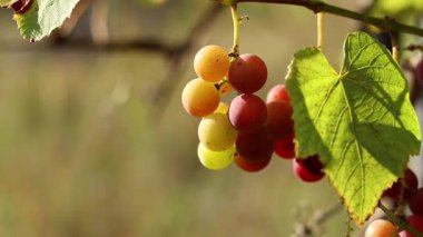 Lydia 'nın üzümleri. Açık havada olgunlaşan üzüm salkımlarına yakın çekim. Üzümler meyve suyu, sert ve tatlı şarap malzemesi yapımında kullanılır. Asma üzümlü bir demet, seçici odaklı.