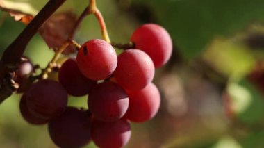 Lydia 'nın üzümleri. Açık havada olgunlaşan üzüm salkımlarına yakın çekim. Üzümler meyve suyu, sert ve tatlı şarap malzemesi yapımında kullanılır. Asma üzümlü bir demet, seçici odaklı.