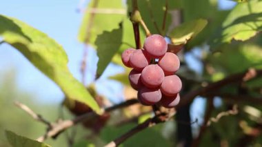 Lydia 'nın üzümleri. Açık havada olgunlaşan üzüm salkımlarına yakın çekim. Üzümler meyve suyu, sert ve tatlı şarap malzemesi yapımında kullanılır. Asma üzümlü bir demet, seçici odaklı.