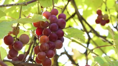 Lydia 'nın üzümleri. Açık havada olgunlaşan üzüm salkımlarına yakın çekim. Üzümler meyve suyu, sert ve tatlı şarap malzemesi yapımında kullanılır. Asma üzümlü bir demet, seçici odaklı.