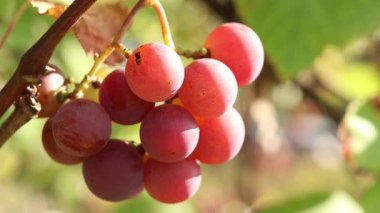Lydia 'nın üzümleri. Açık havada olgunlaşan üzüm salkımlarına yakın çekim. Üzümler meyve suyu, sert ve tatlı şarap malzemesi yapımında kullanılır. Asma üzümlü bir demet, seçici odaklı.