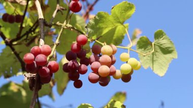 Lydia 'nın üzümleri. Açık havada olgunlaşan üzüm salkımlarına yakın çekim. Üzümler meyve suyu, sert ve tatlı şarap malzemesi yapımında kullanılır. Asma üzümlü bir demet, seçici odaklı.
