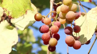 Lydia 'nın üzümleri. Açık havada olgunlaşan üzüm salkımlarına yakın çekim. Üzümler meyve suyu, sert ve tatlı şarap malzemesi yapımında kullanılır. Asma üzümlü bir demet, seçici odaklı.