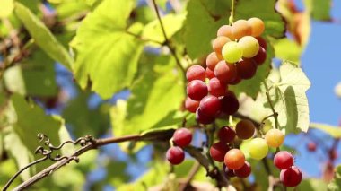 Lydia 'nın üzümleri. Açık havada olgunlaşan üzüm salkımlarına yakın çekim. Üzümler meyve suyu, sert ve tatlı şarap malzemesi yapımında kullanılır. Asma üzümlü bir demet, seçici odaklı.