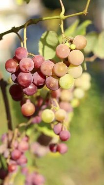 Lydia 'nın üzümleri. Açık havada olgunlaşan üzüm salkımlarına yakın çekim. Üzümler meyve suyu, sert ve tatlı şarap malzemesi yapımında kullanılır. Asma üzümlü bir demet, seçici odaklı.
