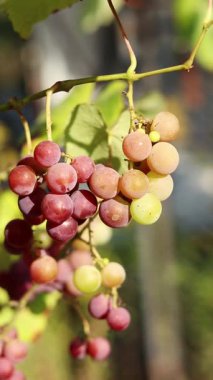 Lydia 'nın üzümleri. Açık havada olgunlaşan üzüm salkımlarına yakın çekim. Üzümler meyve suyu, sert ve tatlı şarap malzemesi yapımında kullanılır. Asma üzümlü bir demet, seçici odaklı.
