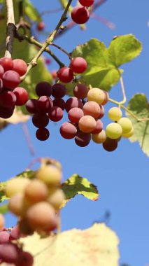 Lydia 'nın üzümleri. Açık havada olgunlaşan üzüm salkımlarına yakın çekim. Üzümler meyve suyu, sert ve tatlı şarap malzemesi yapımında kullanılır. Asma üzümlü bir demet, seçici odaklı.
