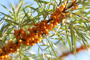 Deniz dikenli böğürtlenlere yakın çekim. Dallarda bol bol yetişen parlak, sulu deniz karabatağı meyveleri. Doğal arka plan. Hasat et. Turuncu olgun deniz dikenli üzümleri seçici bir odak ile yaprakların arasında