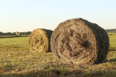 Tarlada bir saman balyası, yakın plan. Yuvarlak balyalarda toplanan saman yakın plan. Tarım üretimi kavramı. Köy. Saha. Çiftçilik ve hasat kavramı. Manzara kırsal