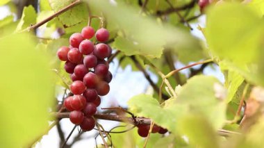 Bunch of ripening grapes growing on a vine on a farm. Natural background. Bunch of grapes on a blurred background. Berries with selective focus. Close-up of Lydia grapes swaying in the wind
