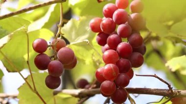 Bunch of ripening grapes growing on a vine on a farm. Natural background. Bunch of grapes on a blurred background. Berries with selective focus. Close-up of Lydia grapes swaying in the wind