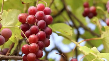 Bunch of ripening grapes growing on a vine on a farm. Natural background. Bunch of grapes on a blurred background. Berries with selective focus. Close-up of Lydia grapes swaying in the wind