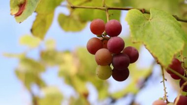 Bunch of ripening grapes growing on a vine on a farm. Natural background. Bunch of grapes on a blurred background. Berries with selective focus. Close-up of Lydia grapes swaying in the wind