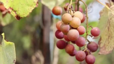Bunch of ripening grapes growing on a vine on a farm. Natural background. Bunch of grapes on a blurred background. Berries with selective focus. Close-up of Lydia grapes swaying in the wind