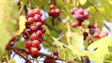 Bunch of ripening grapes growing on a vine on a farm. Natural background. Bunch of grapes on a blurred background. Berries with selective focus. Close-up of Lydia grapes swaying in the wind