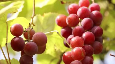 Bunch of ripening grapes growing on a vine on a farm. Natural background. Bunch of grapes on a blurred background. Berries with selective focus. Close-up of Lydia grapes swaying in the wind
