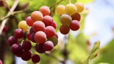 Bunch of ripening grapes growing on a vine on a farm. Natural background. Bunch of grapes on a blurred background. Berries with selective focus. Close-up of Lydia grapes swaying in the wind