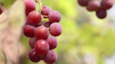 Bunch of ripening grapes growing on a vine on a farm. Natural background. Bunch of grapes on a blurred background. Berries with selective focus. Close-up of Lydia grapes swaying in the wind