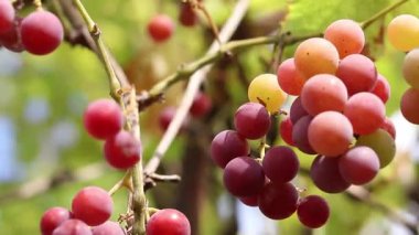 Bunch of ripening grapes growing on a vine on a farm. Natural background. Bunch of grapes on a blurred background. Berries with selective focus. Close-up of Lydia grapes swaying in the wind