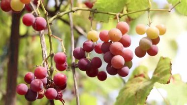 Bunch of ripening grapes growing on a vine on a farm. Natural background. Bunch of grapes on a blurred background. Berries with selective focus. Close-up of Lydia grapes swaying in the wind