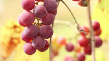 Bunch of ripening grapes growing on a vine on a farm. Natural background. Bunch of grapes on a blurred background. Berries with selective focus. Close-up of Lydia grapes swaying in the wind
