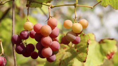 Bunch of ripening grapes growing on a vine on a farm. Natural background. Bunch of grapes on a blurred background. Berries with selective focus. Close-up of Lydia grapes swaying in the wind
