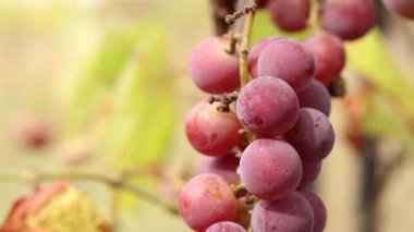 Bunch of ripening grapes growing on a vine on a farm. Natural background. Bunch of grapes on a blurred background. Berries with selective focus. Close-up of Lydia grapes swaying in the wind