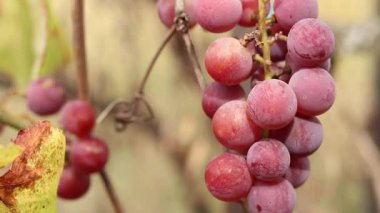 Bunch of ripening grapes growing on a vine on a farm. Natural background. Bunch of grapes on a blurred background. Berries with selective focus. Close-up of Lydia grapes swaying in the wind