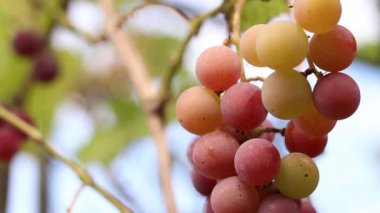 Bunch of ripening grapes growing on a vine on a farm. Natural background. Bunch of grapes on a blurred background. Berries with selective focus. Close-up of Lydia grapes swaying in the wind