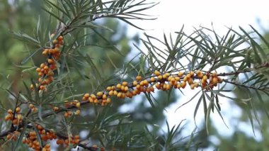 Sea buckthorn berries harvest, close-up. A woman's hand cuts a branch with ripe sea buckthorn berries with a pruner. A cluster of bright orange sea buckthorn berries among green leaves