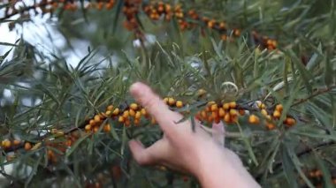 Sea buckthorn berries harvest, close-up. A woman's hand cuts a branch with ripe sea buckthorn berries with a pruner. A cluster of bright orange sea buckthorn berries among green leaves