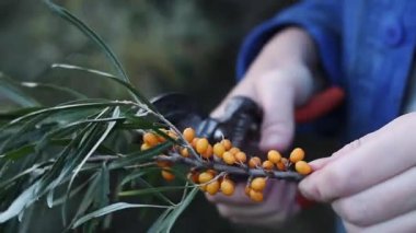 Sea buckthorn berries harvest, close-up. A woman cuts excess leaves from a cut sea buckthorn branch with a pruner. A cluster of bright orange sea buckthorn berries among green leaves