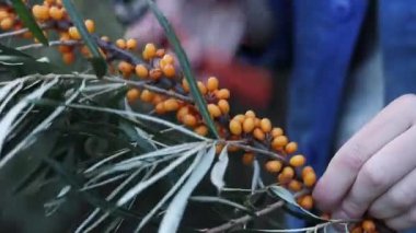 Sea buckthorn berries harvest, close-up. A woman cuts excess leaves from a cut sea buckthorn branch with a pruner. A cluster of bright orange sea buckthorn berries among green leaves